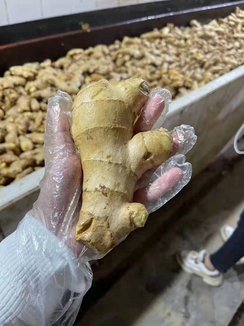 姜母山东优质姜母常年有货质量好货源充足
