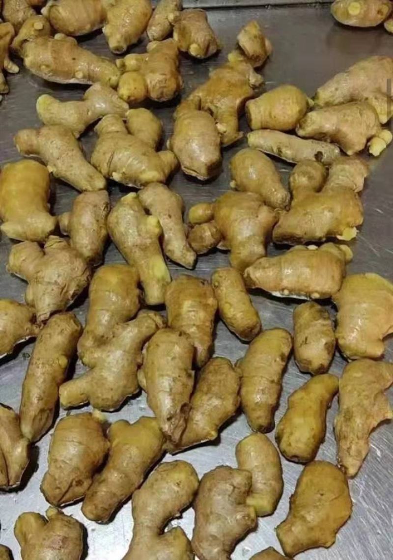 姜母山东优质姜母常年有货质量好货源充足