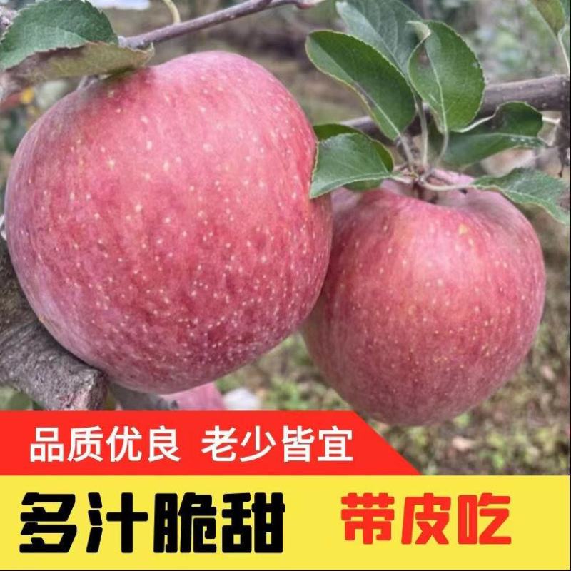 【礼盒装】精品红富士苹果冰糖心苹果自家种植全国发货
