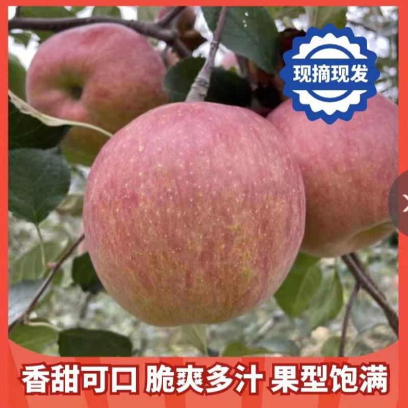 【礼盒装】精品红富士苹果冰糖心苹果自家种植全国发货