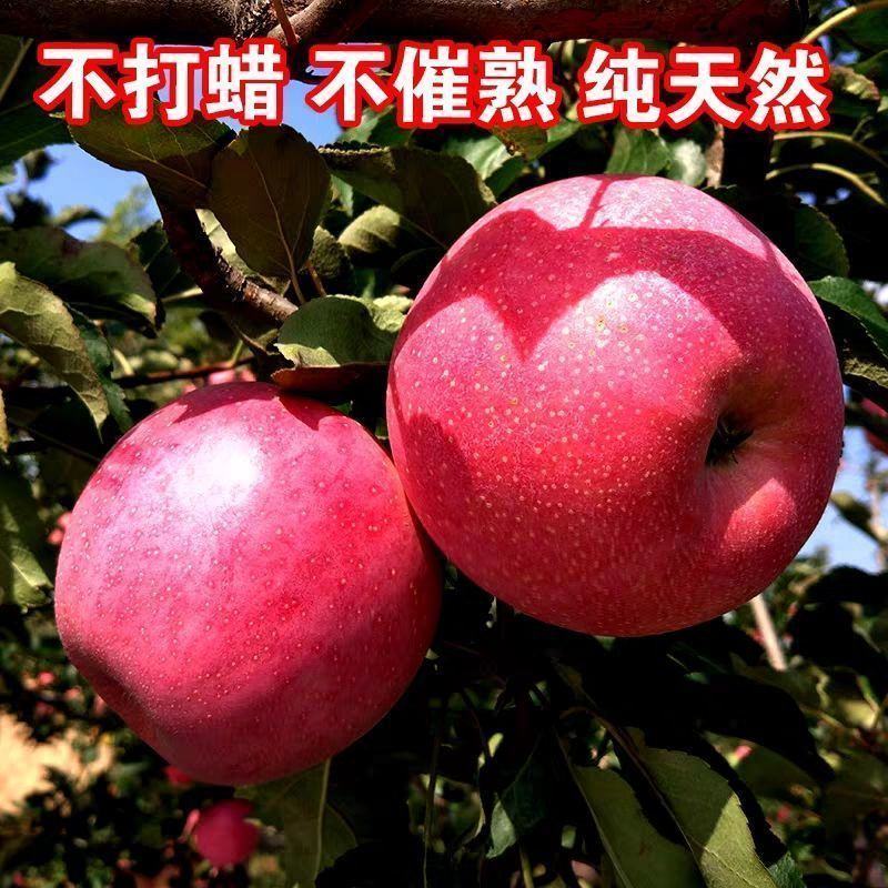【礼盒装】精品红富士苹果冰糖心苹果自家种植全国发货