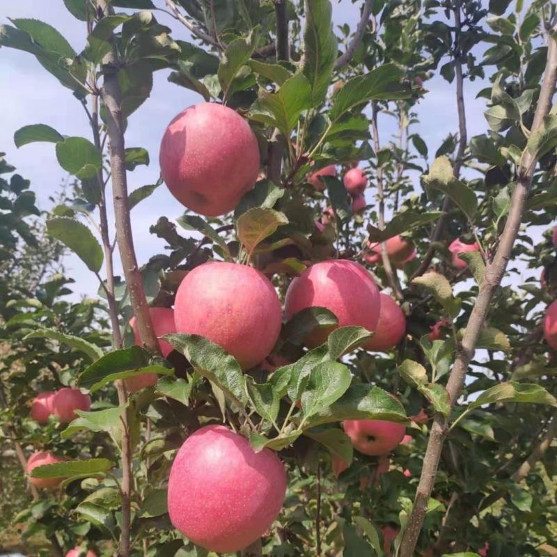 【礼盒装】精品红富士苹果冰糖心苹果自家种植全国发货