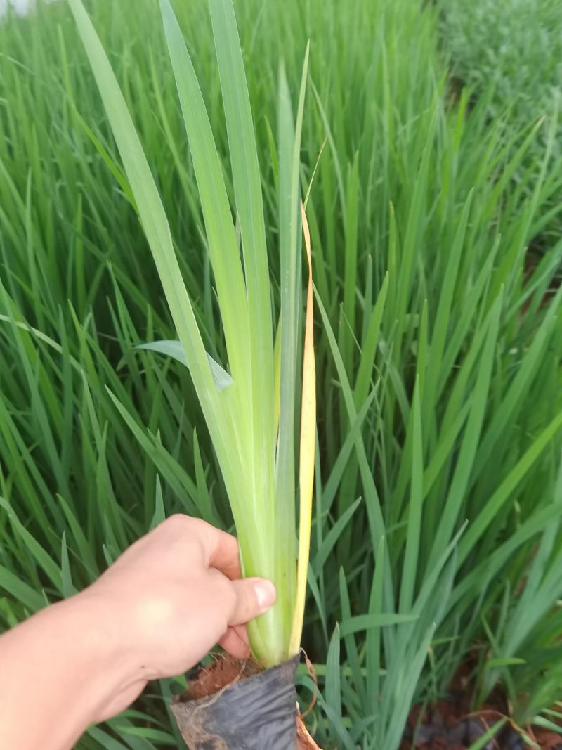 鸢尾，德国鸢尾，黄花鸢尾，云南昆明苗圃直销
