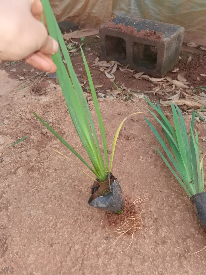 鸢尾，德国鸢尾，黄花鸢尾，云南昆明苗圃直销