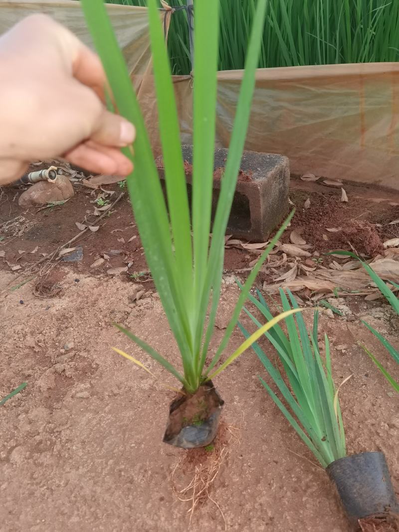鸢尾，德国鸢尾，黄花鸢尾，云南昆明苗圃直销