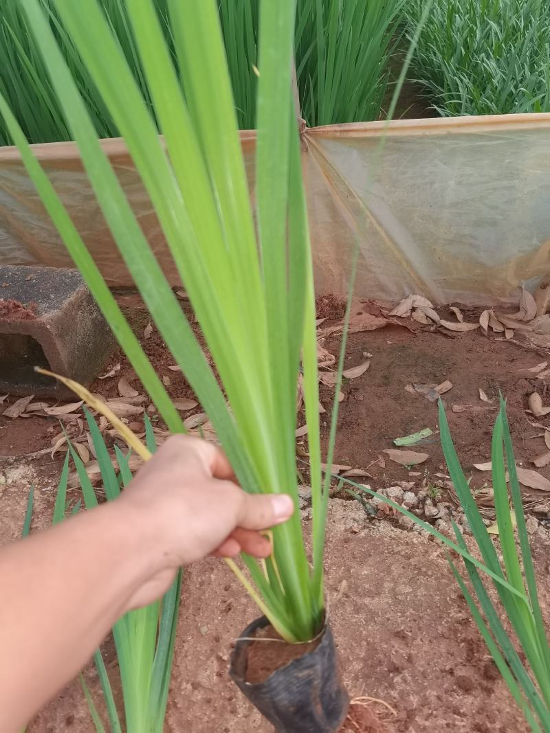 鸢尾，德国鸢尾，黄花鸢尾，云南昆明苗圃直销