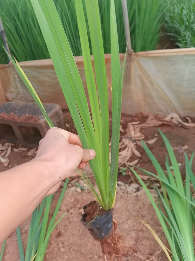 鸢尾，德国鸢尾，黄花鸢尾，云南昆明苗圃直销