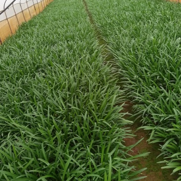 百子莲，30分高百子莲百子莲一手货源百子莲种植基地
