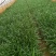 百子莲，30分高百子莲百子莲一手货源百子莲种植基地