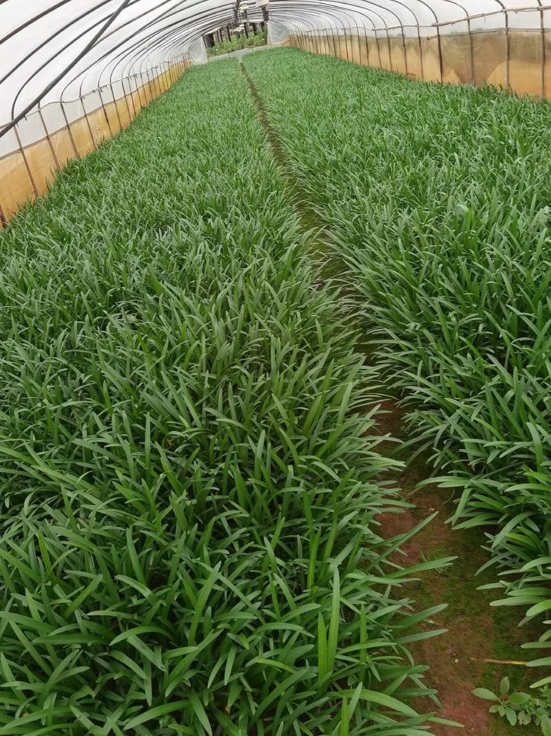 百子莲，30分高百子莲百子莲一手货源百子莲种植基地