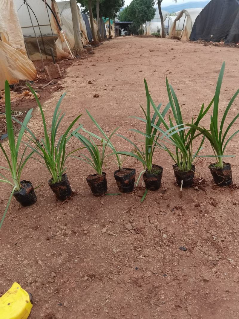 百子莲，30分高百子莲百子莲一手货源百子莲种植基地