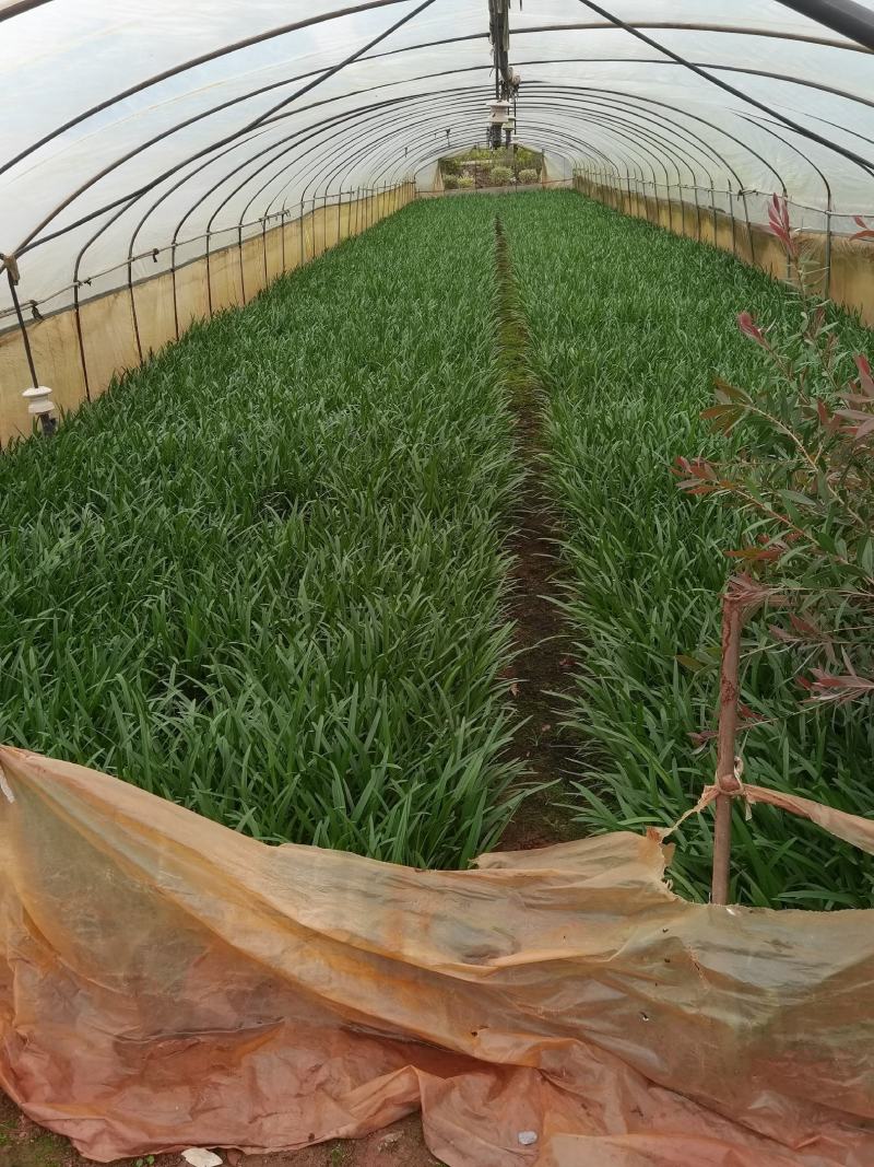 百子莲，30分高百子莲百子莲一手货源百子莲种植基地