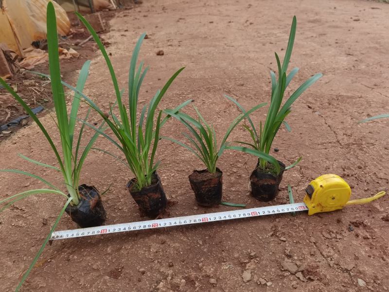 百子莲，30分高百子莲百子莲一手货源百子莲种植基地