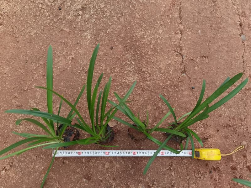 百子莲，30分高百子莲百子莲一手货源百子莲种植基地