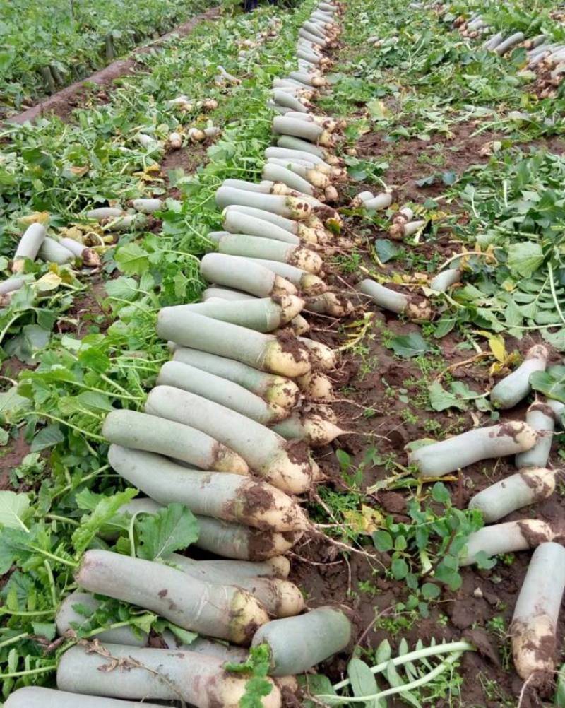 富硒水果萝卜，大量上市决对正宗，细脆甘甜，大量供应。