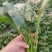 菠菜