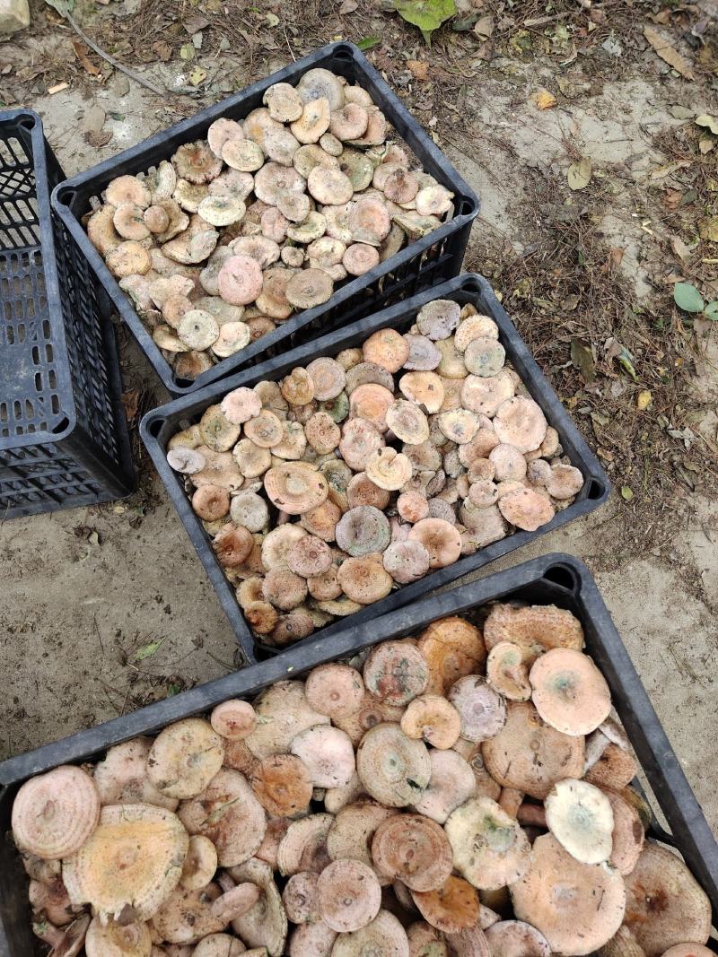野生松树菌批发
