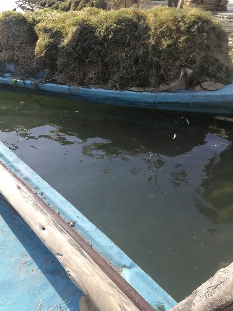 水生植物金鱼藻，线子藻，麦黄草出出售并种植