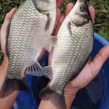 【优质鱼苗】重庆鲫鱼鲫鱼苗基地直发货源充足成活率高