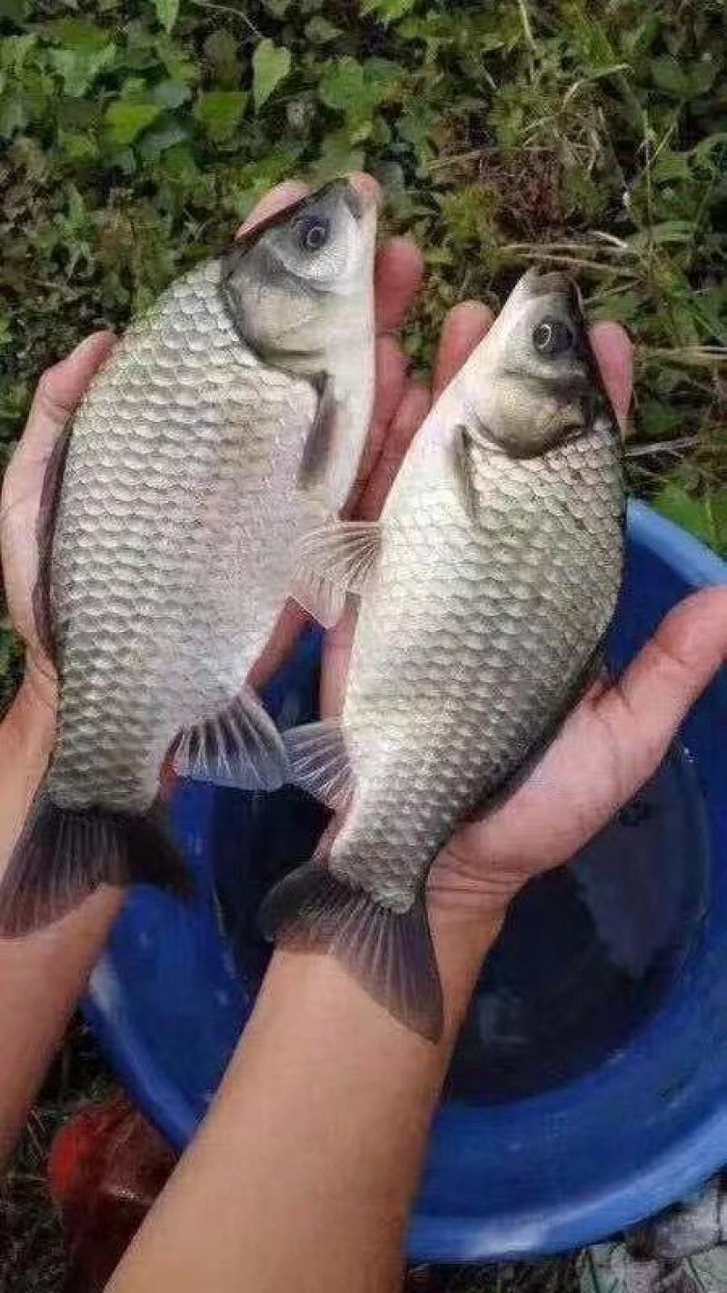 【优质鱼苗】重庆鲫鱼鲫鱼苗基地直发货源充足成活率高