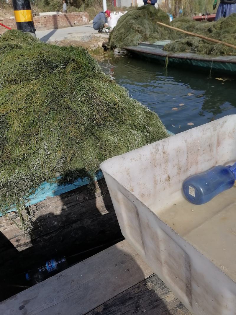 水生植物金鱼藻，线子藻，麦黄草出出售并种植