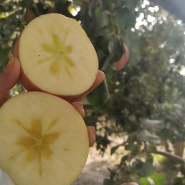 阿克苏苹果