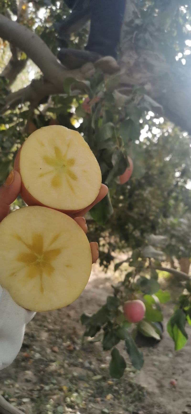阿克苏苹果