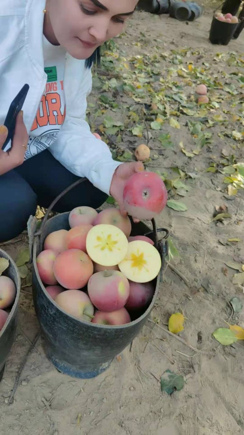 阿克苏苹果