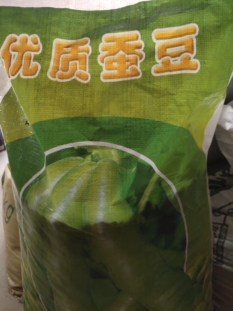 优质蚕豆种子。超大一颗粒，