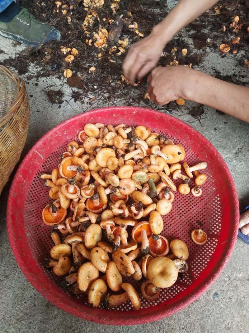 六安松树菌