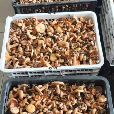 六安松树菌