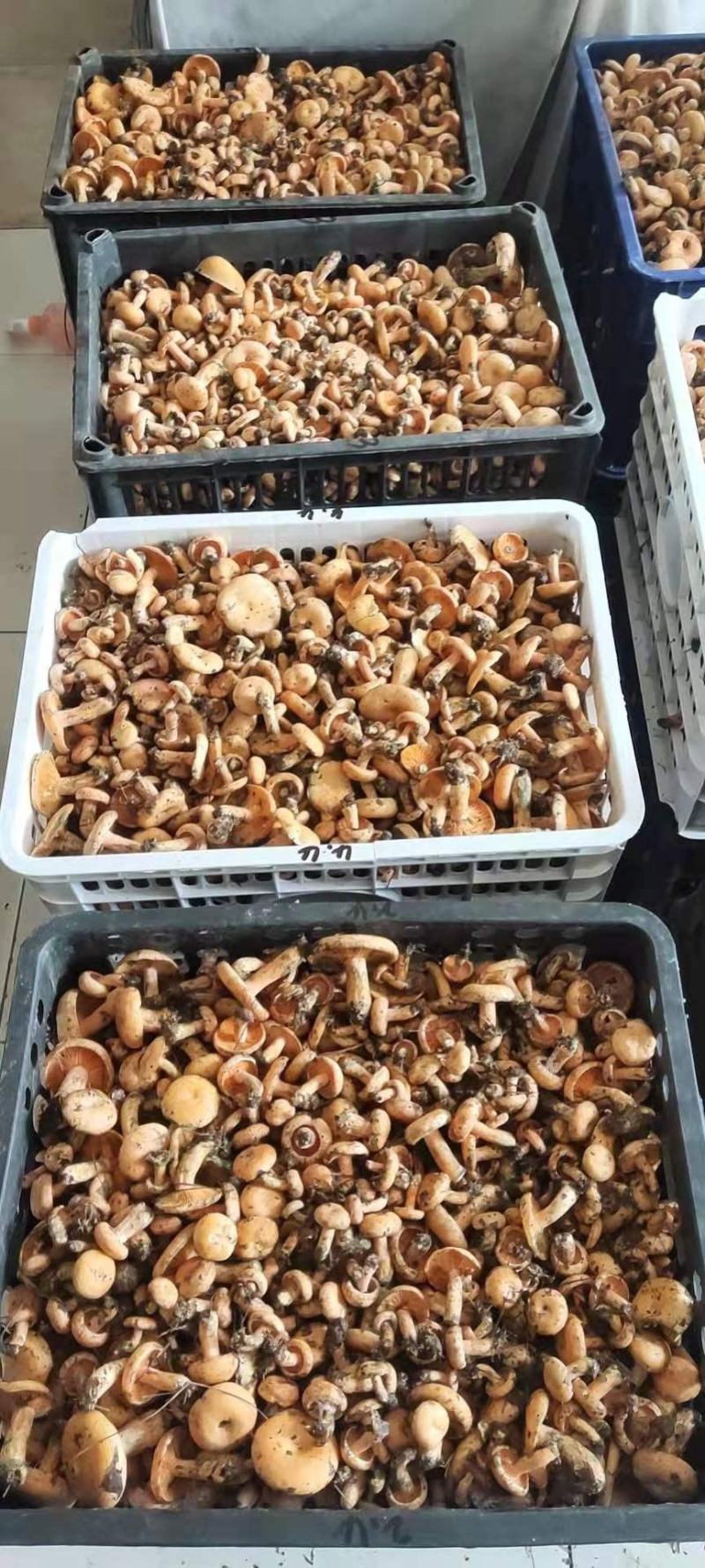 六安松树菌