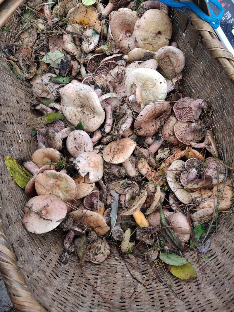 六安松树菌