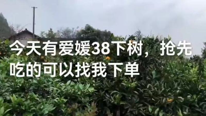 【荐】精品四川爱媛38果冻橙大量上市现订现摘诚信经营