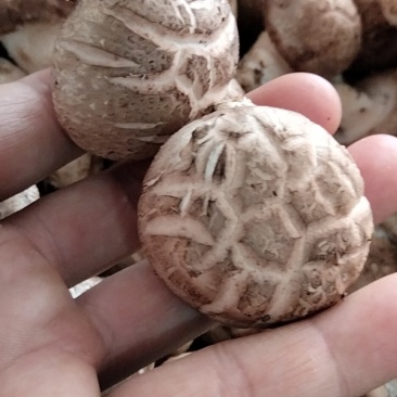 鲜香菇