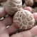 鲜香菇