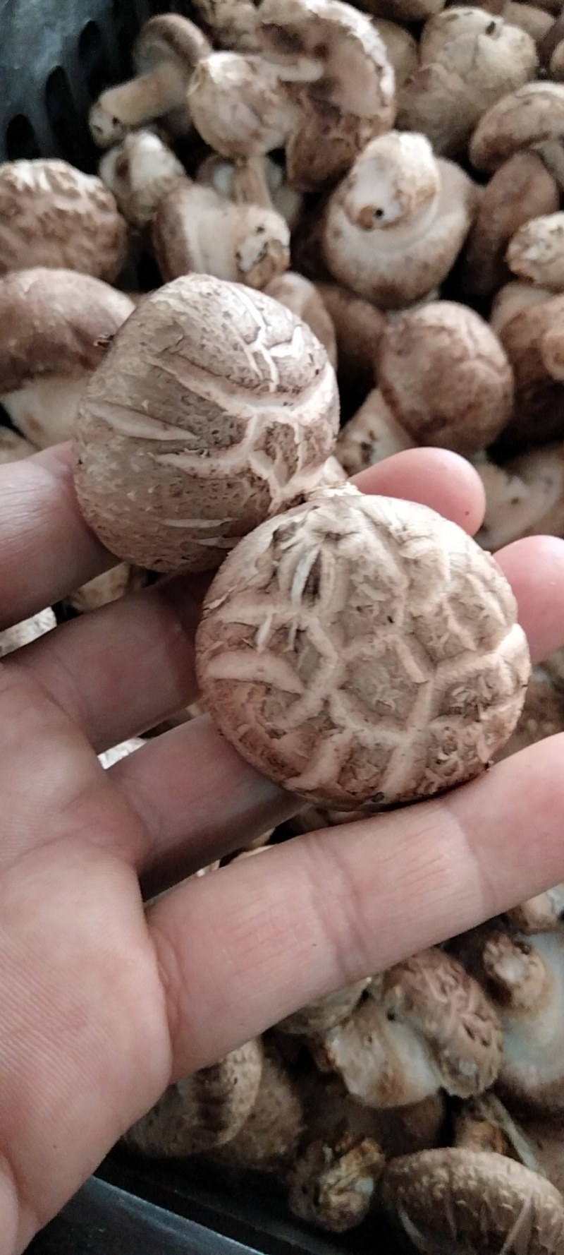 鲜香菇