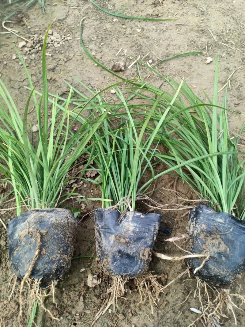 多芽麦冬，质量好，颗型密实，芽子密实，地被，草坪，绿化
