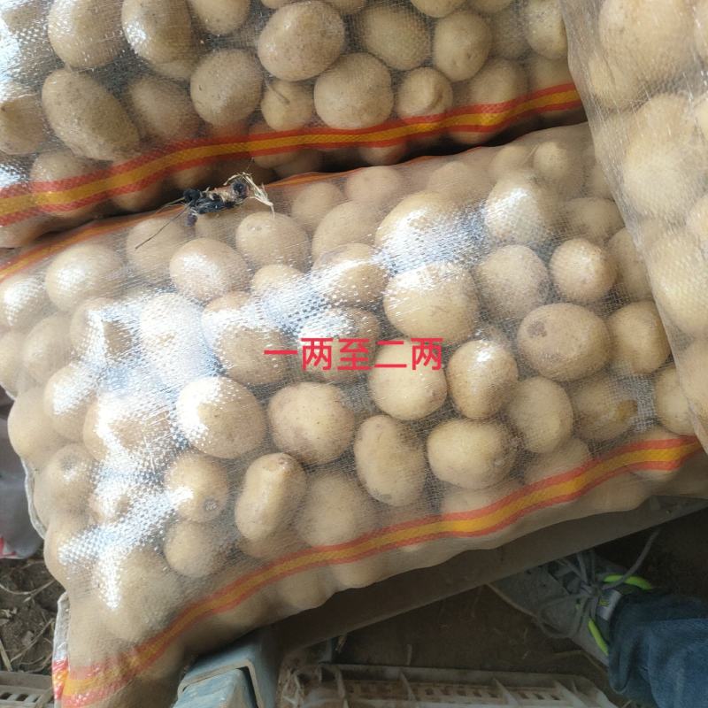二十克以下迷你小土豆，10克以下珍珠小土豆，适用于椒盐，