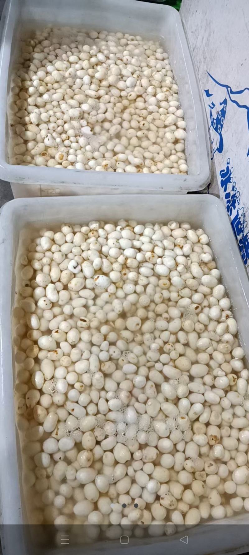 二十克以下迷你小土豆，10克以下珍珠小土豆，适用于椒盐，