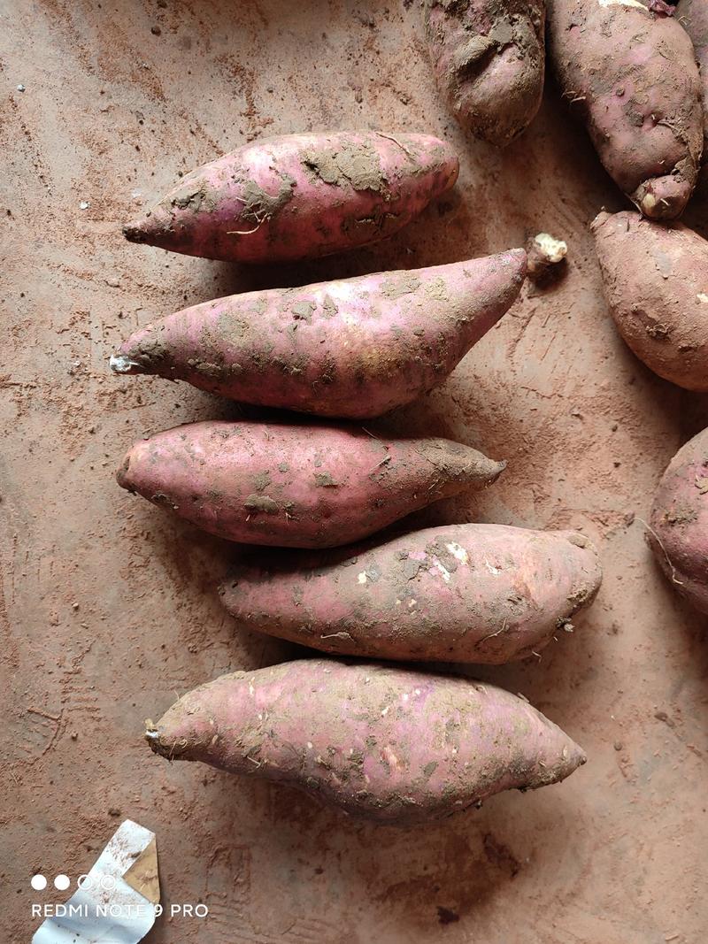 四川淀粉商薯1819养殖薯大供应维持到年后3月份，