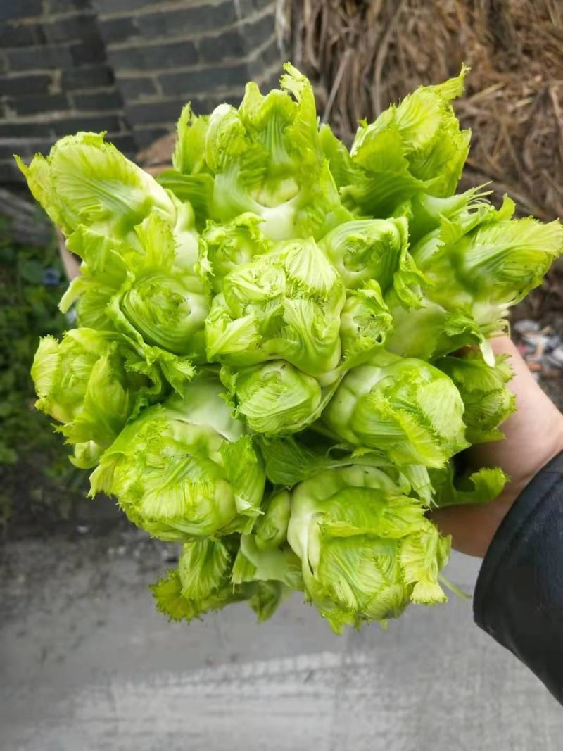 本地儿菜那将大量上市，保证品质，专业做分拣包装，随行就市