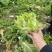 本地儿菜那将大量上市，保证品质，专业做分拣包装，随行就市