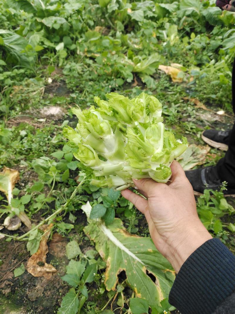 本地儿菜那将大量上市，保证品质，专业做分拣包装，随行就市