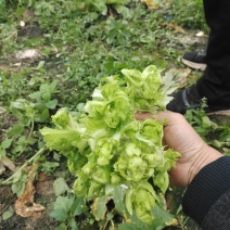 本地儿菜那将大量上市，保证品质，专业做分拣包装，随行就市