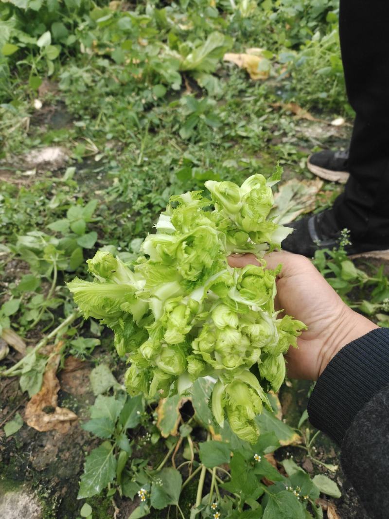 本地儿菜那将大量上市，保证品质，专业做分拣包装，随行就市