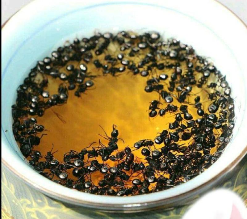 长白山黑蚂蚁中药材泡酒煲汤养生营养丰富（干货包邮）