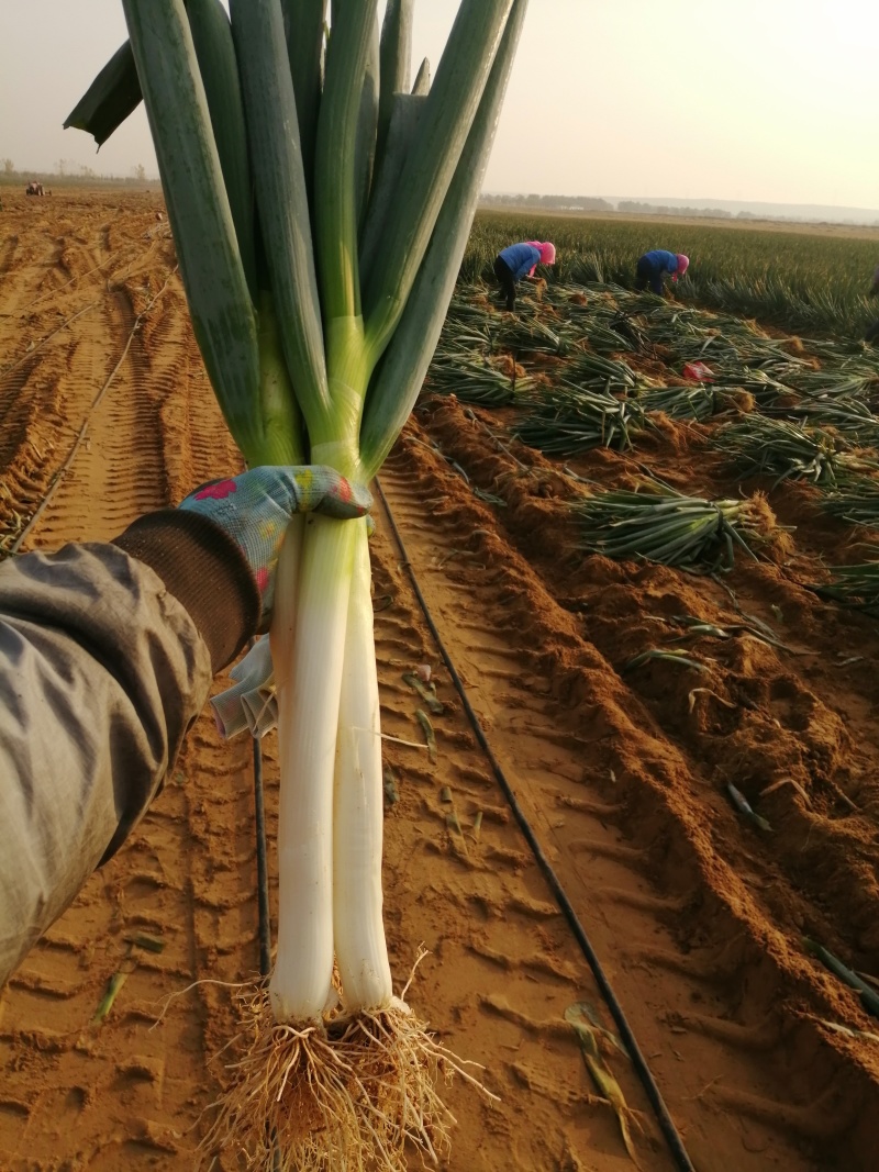 【牛商商家】精品大葱宁夏钢葱大量上市质量保证货源充足