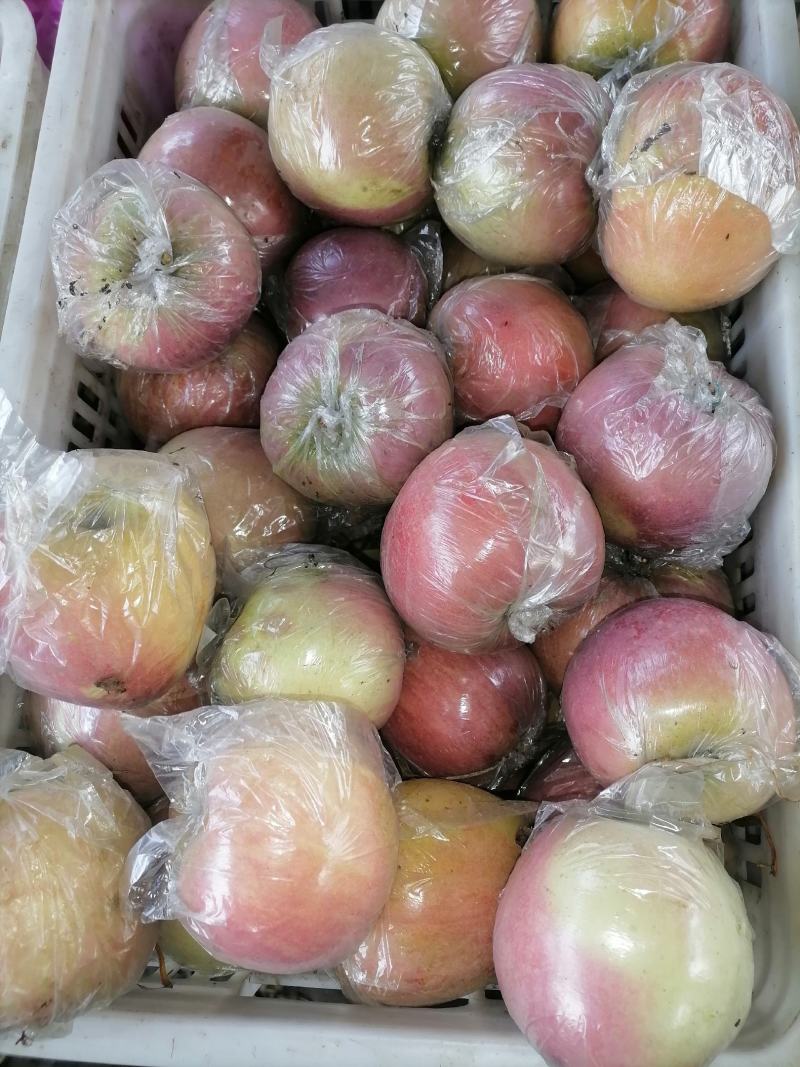 菏泽苹果红富士苹果自家果园生态种植口感脆甜