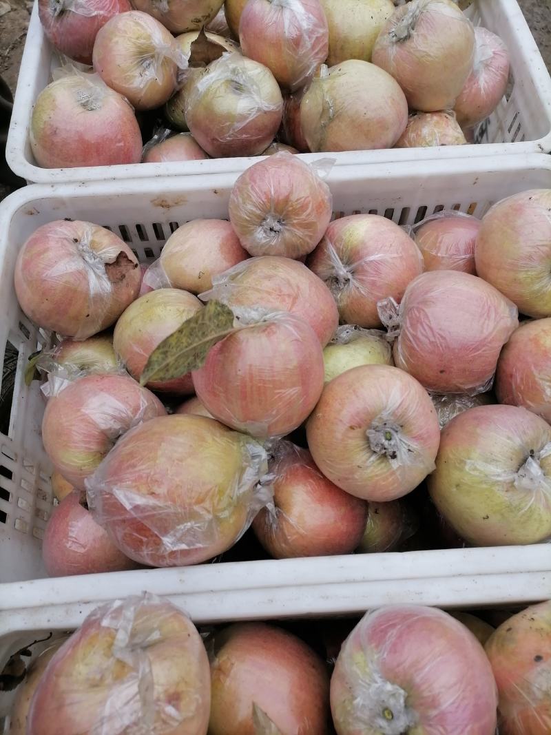 菏泽苹果红富士苹果自家果园生态种植口感脆甜